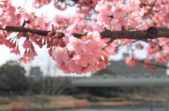 河津桜～その４