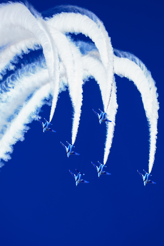  Dance of dolphins 2