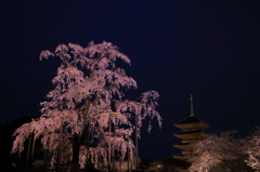 東寺の夜桜