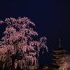 東寺の夜桜