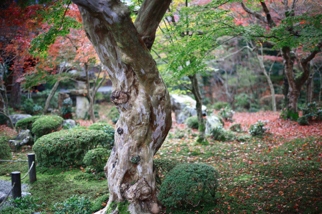木が一本