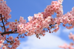 河津桜～その２