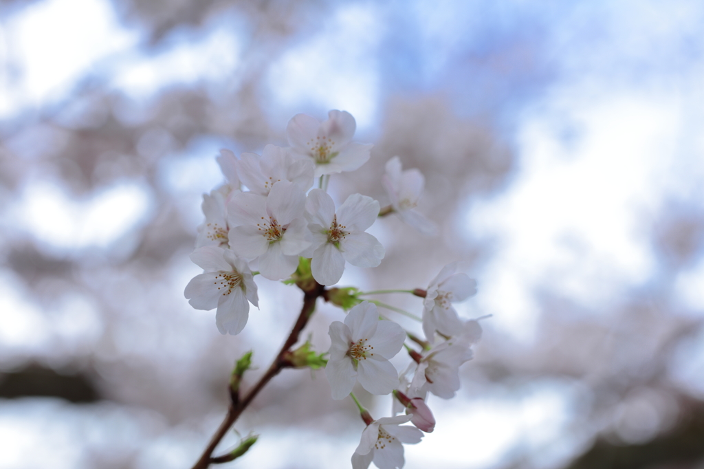 たまには題名のつかない写真を