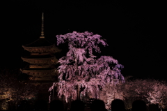 東寺の夜桜２
