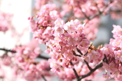 河津桜～その５