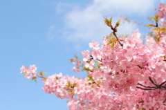 河津桜～その３