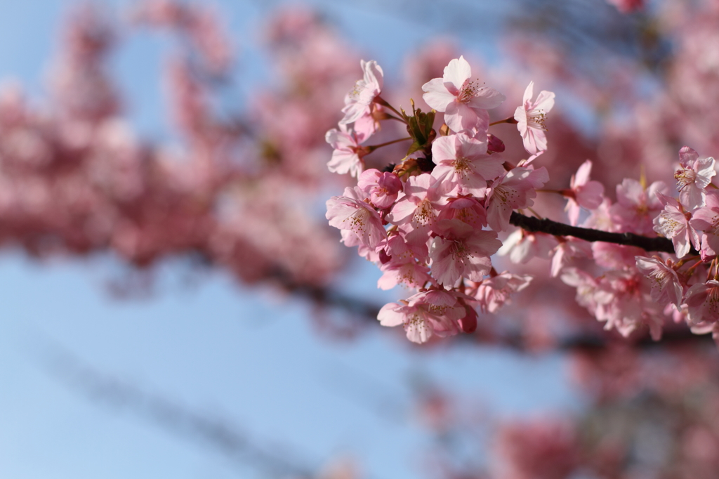 河津桜～その１