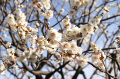 春はすぐそこに