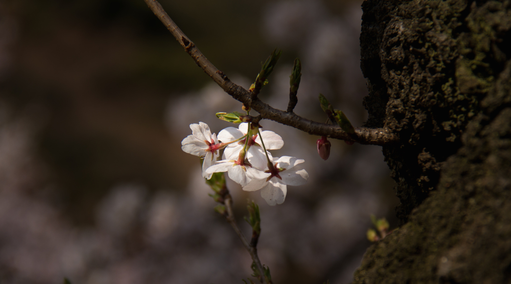 桜四兄弟