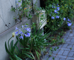 路地裏の野草？