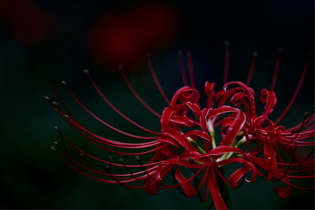Lycoris radiata
