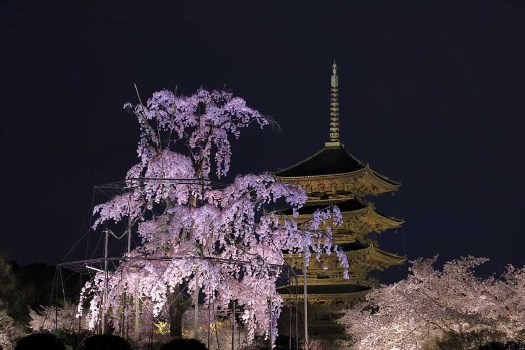 日本の桜〇〇選、みたいな