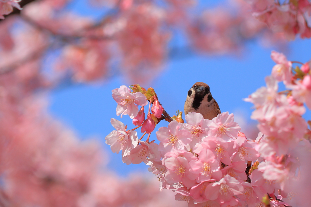 桜の蜜を吸いに来ました