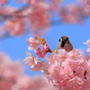桜の蜜を吸いに来ました