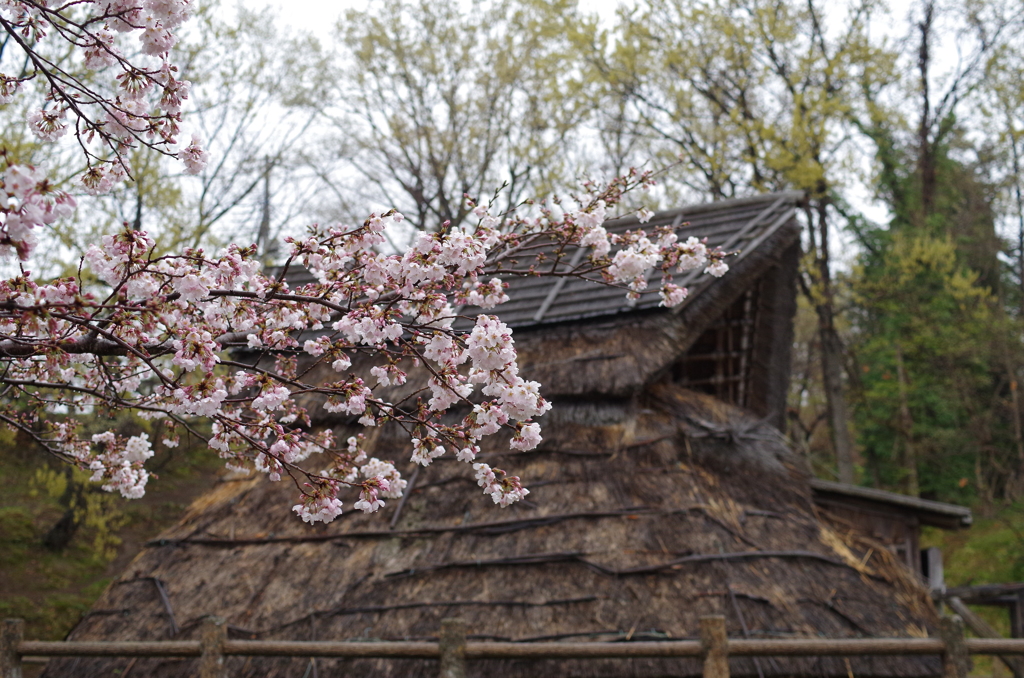 桜と竪穴式住居