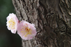 桜（幹から生えてるやつ）