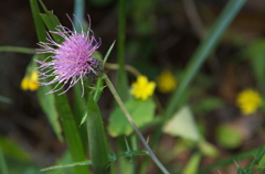 Autumn flower