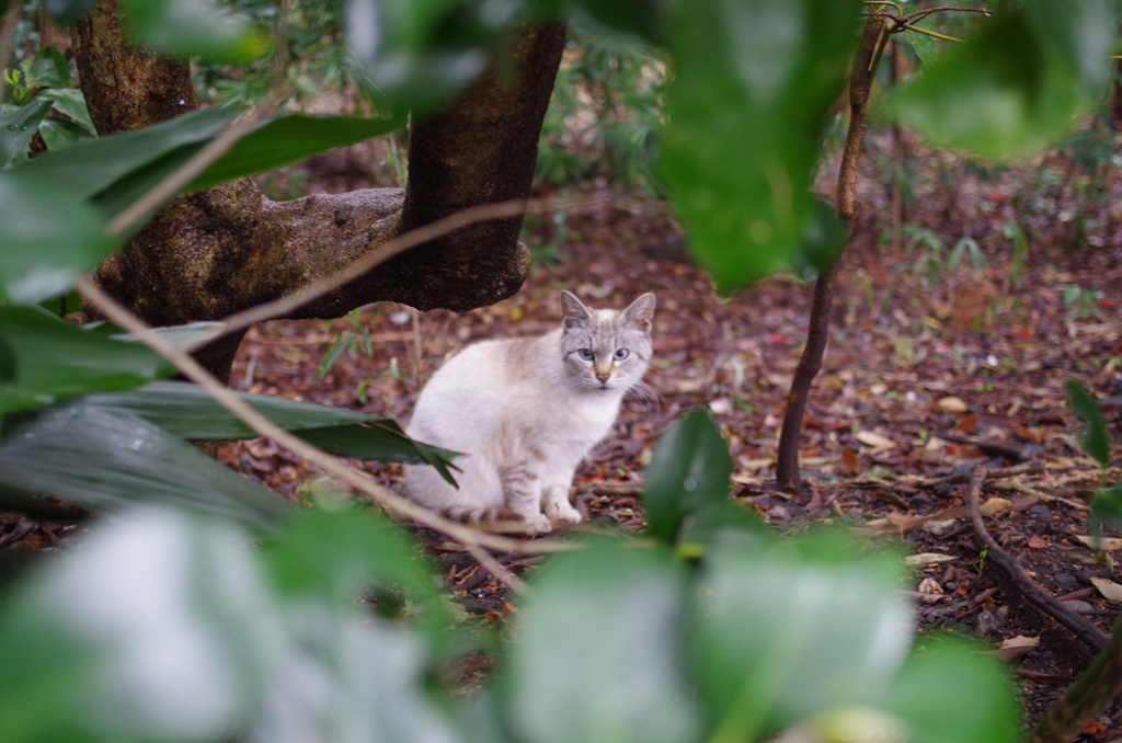 ねこ