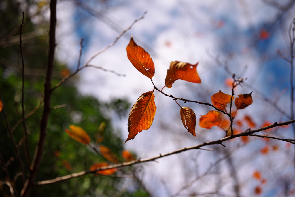 秋風に揺れる葉