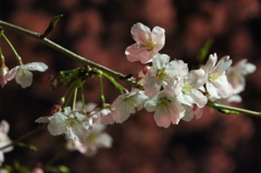 夜桜