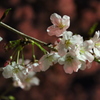夜桜