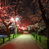 桜並木