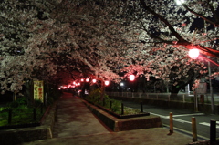 近所の桜並木