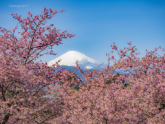 富士山と河津桜
