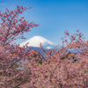 富士山と河津桜