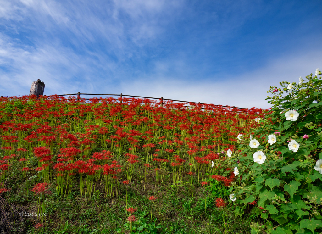 酔芙蓉と青空