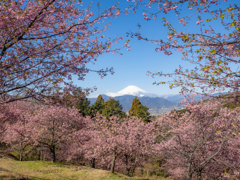 河津桜と富士山