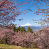 河津桜と富士山