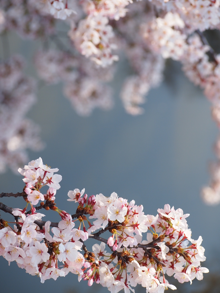 桜