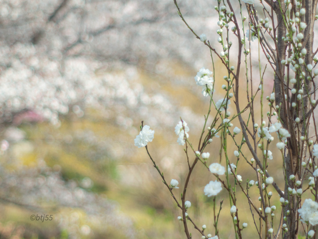 桜を背に