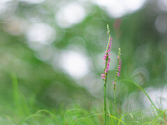 梅雨ゾラ～ネジバナ～