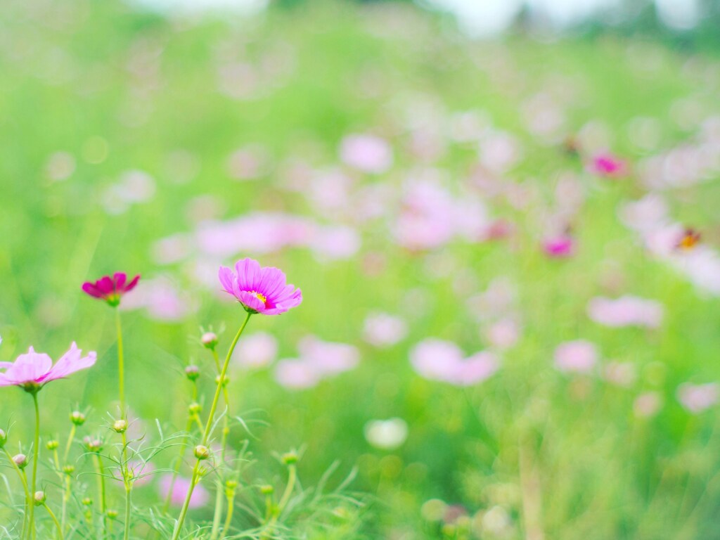 コスモスの咲く頃