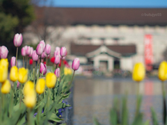 アイスチューリップの季節