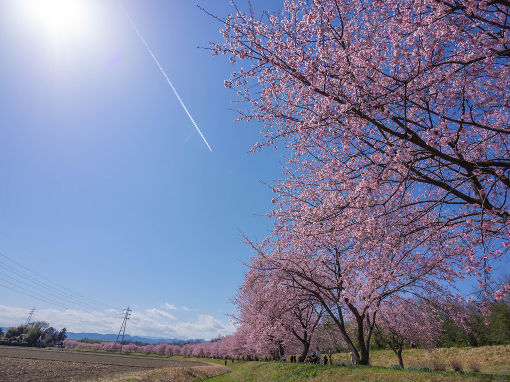 春の飛行機雲
