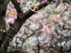 河津桜とときめき