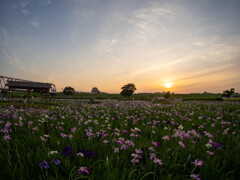 花菖蒲の夕暮れ