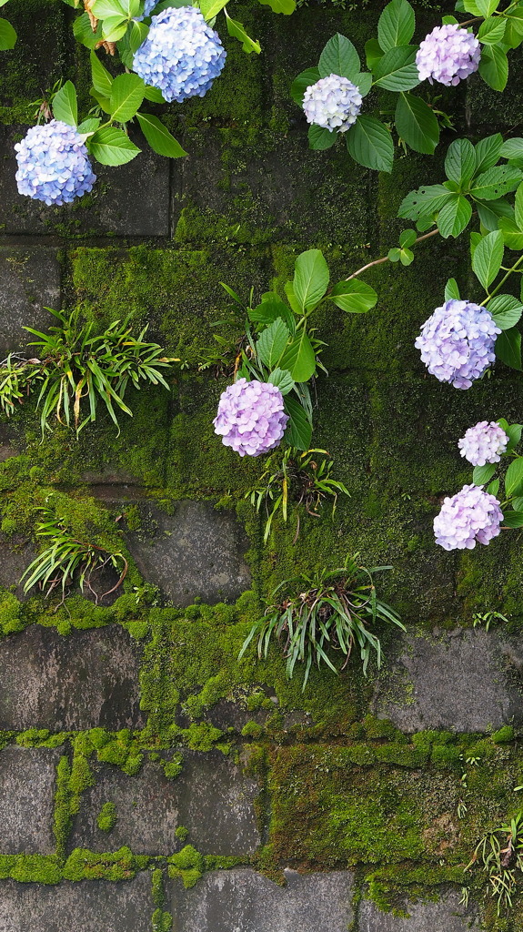 紫陽花