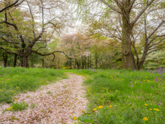 桜の足跡
