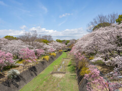 昭和記念公園の春渡る川