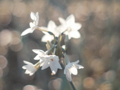 水仙の花ごよみ