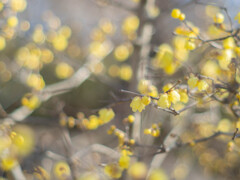 慈愛に満ちた黄色の花
