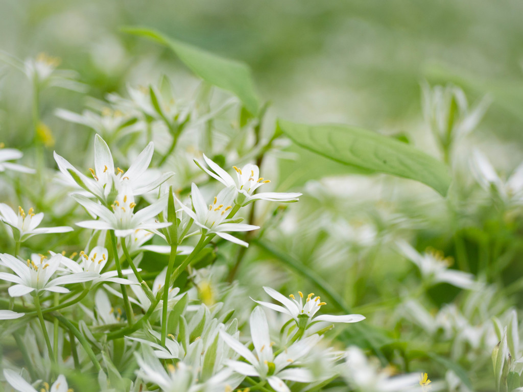 Star of Bethlehem