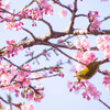 空に青空 花にメジロ