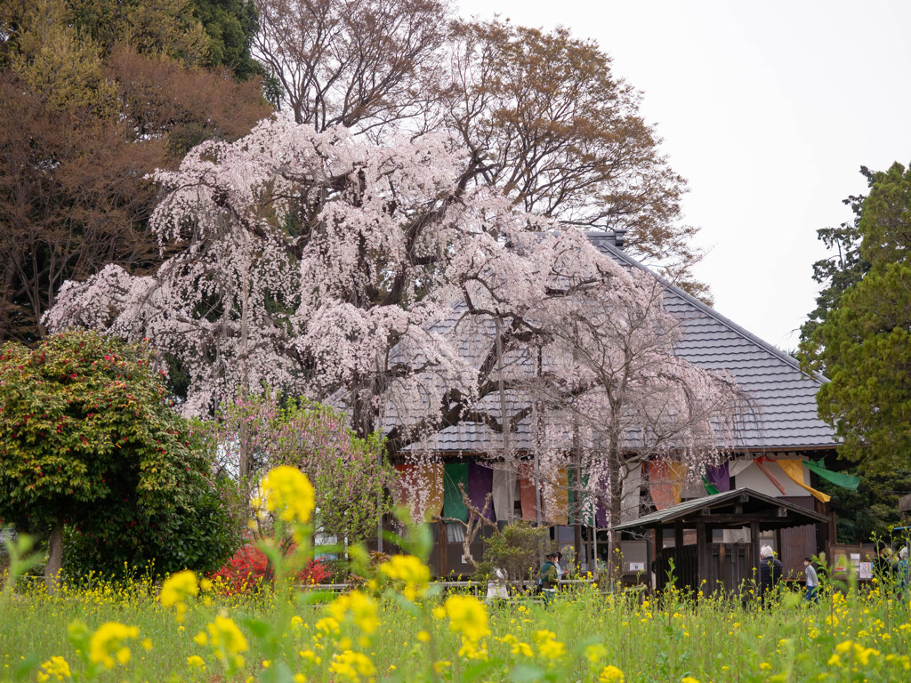 里の垂れ桜