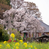 里の垂れ桜