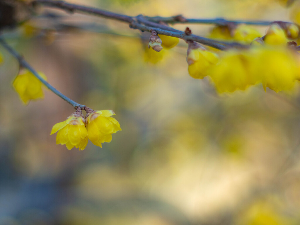 冬の彩り